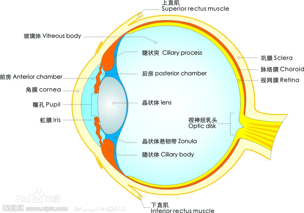 眼球結(jié)構